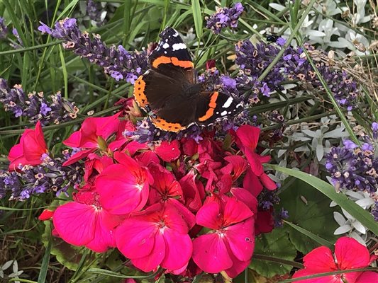 Wildlife in the garden at Forda Farm Bed and Breakfast, Devon.